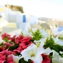 Flowers In Greece screenshot #1 208x208