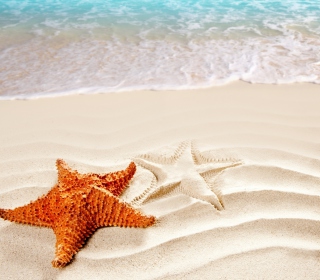 Cool Sea Star - Obrázkek zdarma pro iPad mini 2