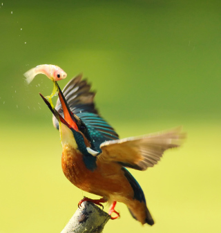 Kingfisher - Obrázkek zdarma pro 1024x1024