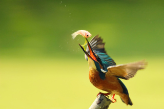 Kingfisher - Obrázkek zdarma pro Motorola DROID