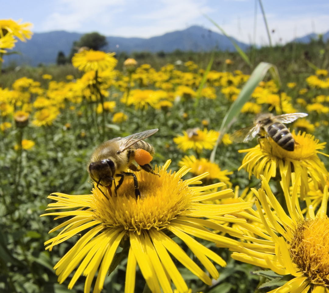 Das Bee Field Wallpaper 1080x960