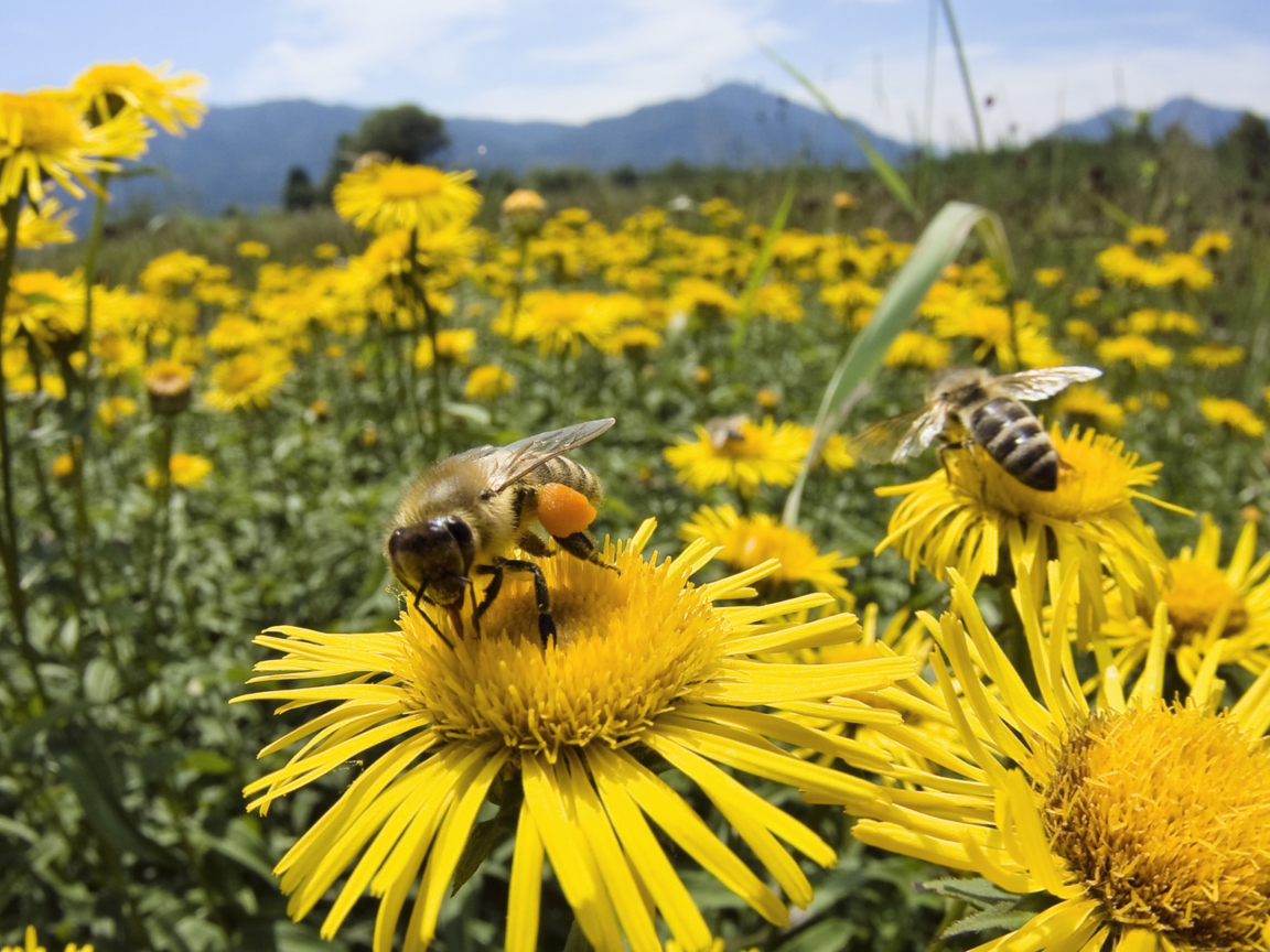 Bee Field wallpaper 1152x864