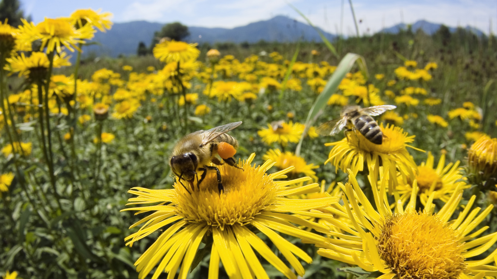 Sfondi Bee Field 1600x900