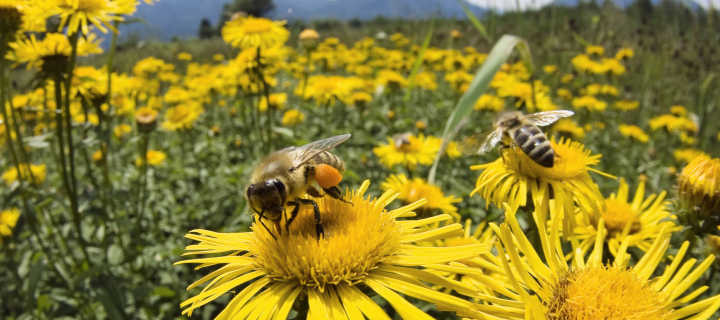 Bee Field screenshot #1 720x320