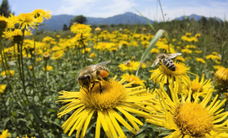 Free Bee Field Picture for Android, iPhone and iPad