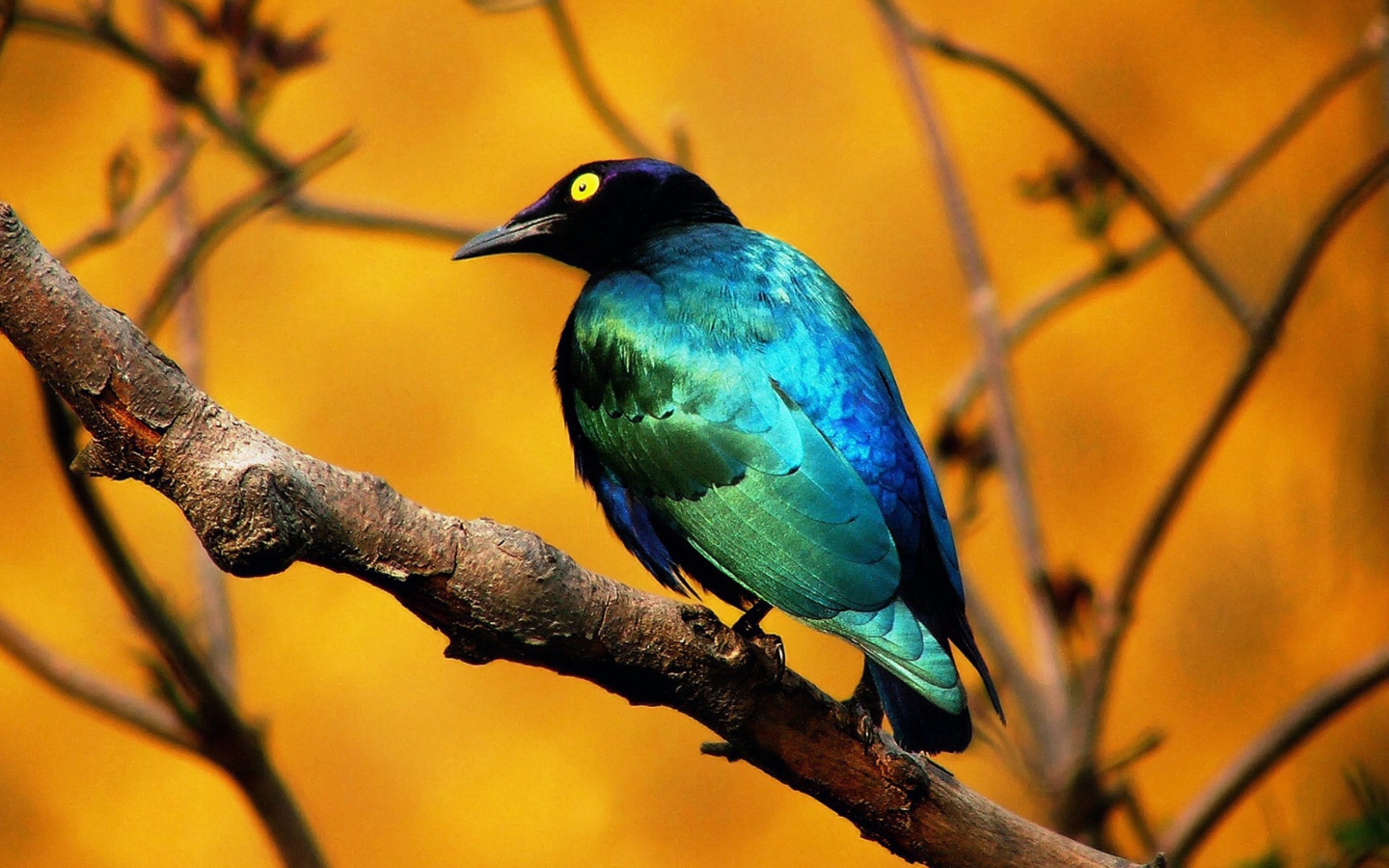 Fondo de pantalla Colourful Bird 1440x900