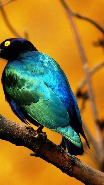 Fondo de pantalla Colourful Bird 360x640
