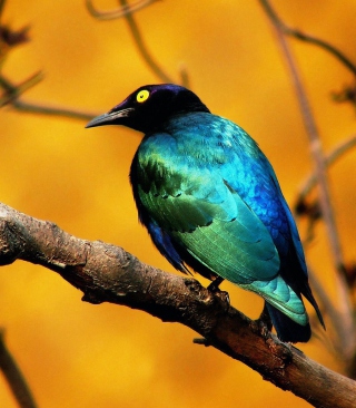 Colourful Bird - Obrázkek zdarma pro 360x640