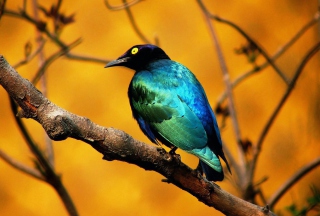 Colourful Bird - Obrázkek zdarma pro Motorola DROID