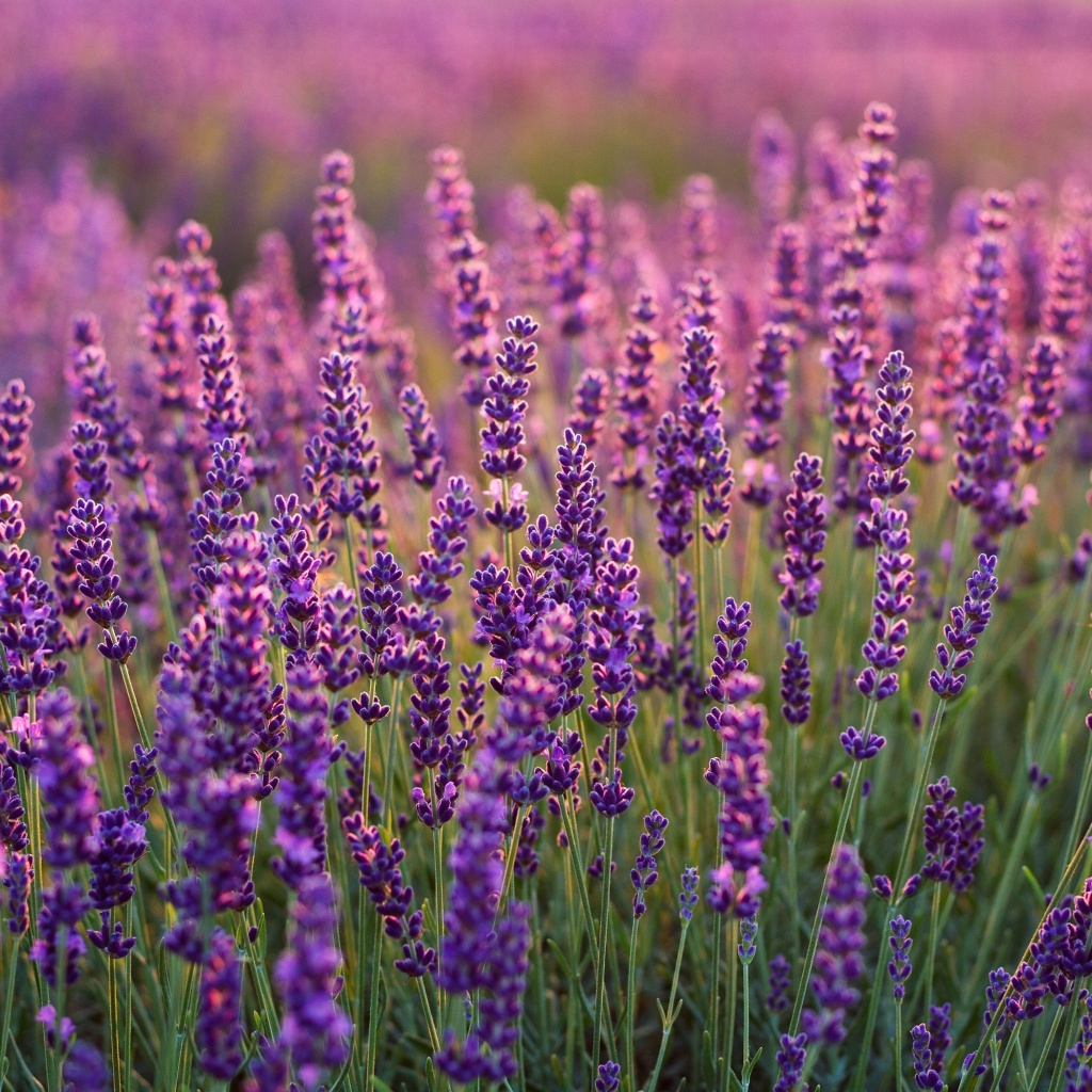 Обои Lavender fields in Moldova 1024x1024