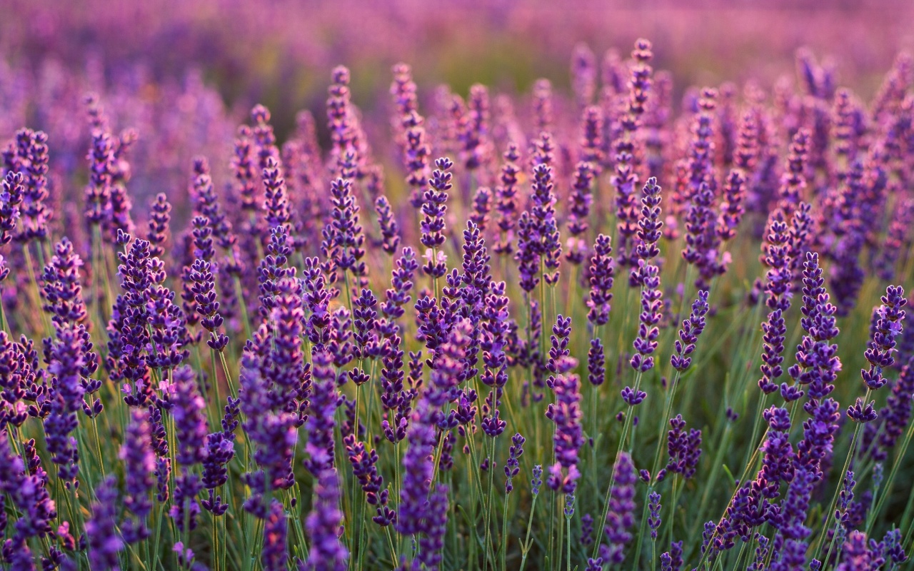 Fondo de pantalla Lavender fields in Moldova 1280x800