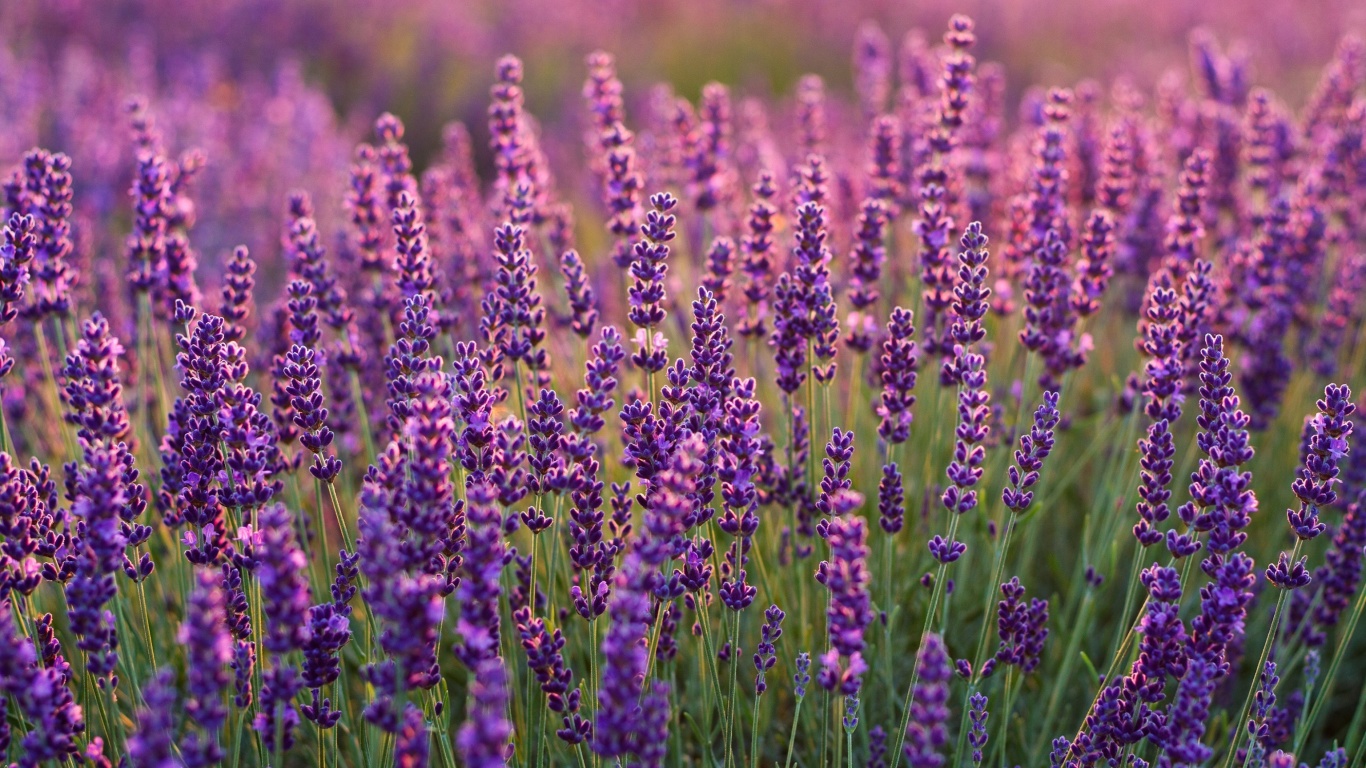 Fondo de pantalla Lavender fields in Moldova 1366x768