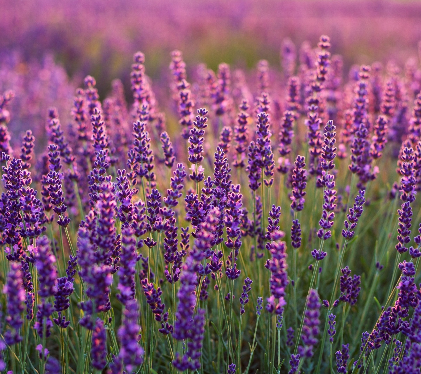 Sfondi Lavender fields in Moldova 1440x1280