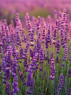 Fondo de pantalla Lavender fields in Moldova 240x320