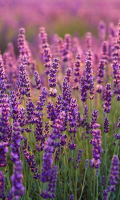 Fondo de pantalla Lavender fields in Moldova 240x400