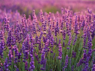 Fondo de pantalla Lavender fields in Moldova 320x240