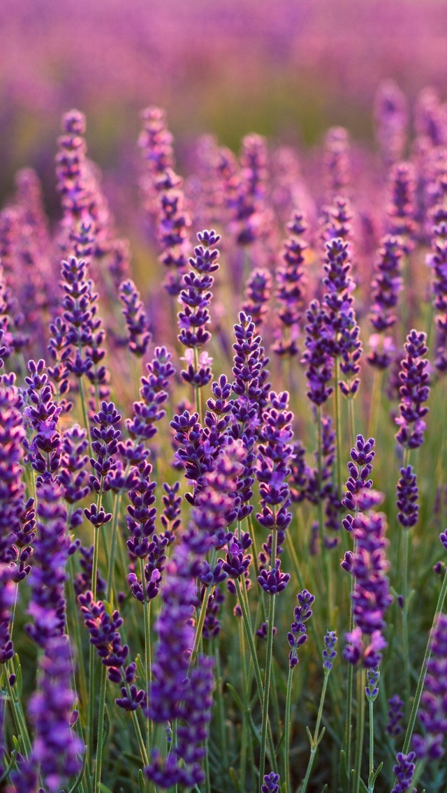 Sfondi Lavender fields in Moldova 640x1136