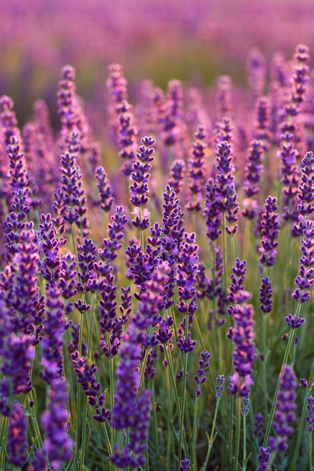 Fondo de pantalla Lavender fields in Moldova 640x960