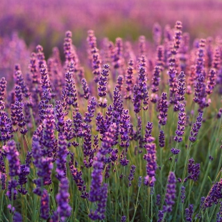 Lavender fields in Moldova sfondi gratuiti per 2048x2048