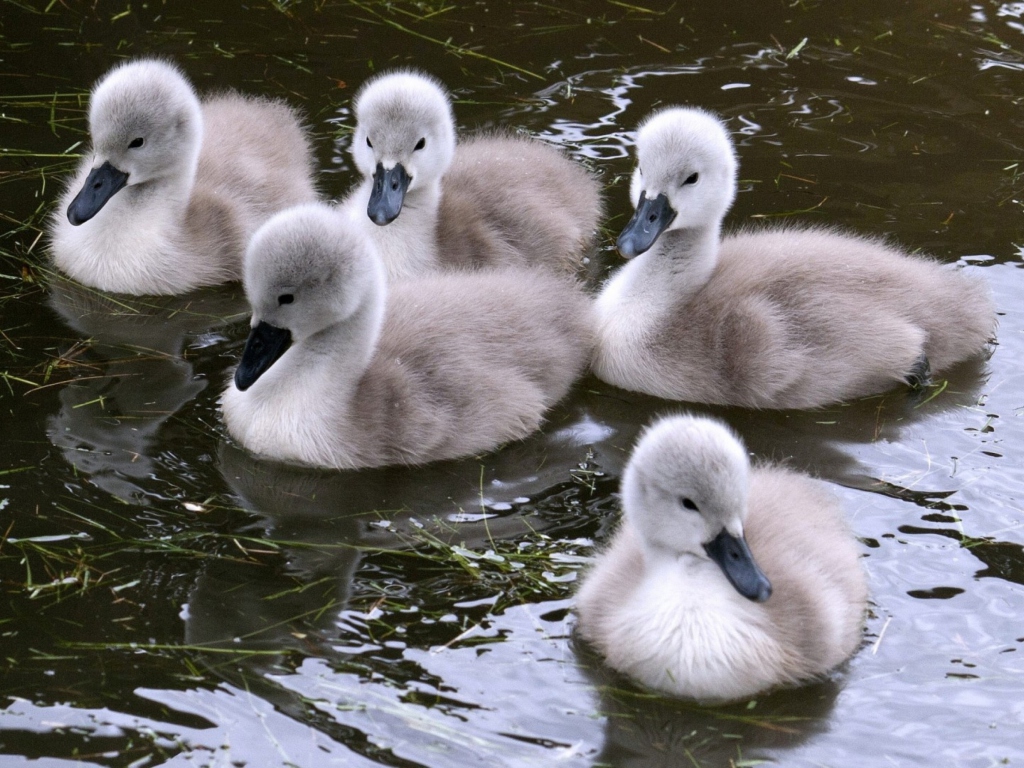 Fondo de pantalla Baby Swans 1024x768
