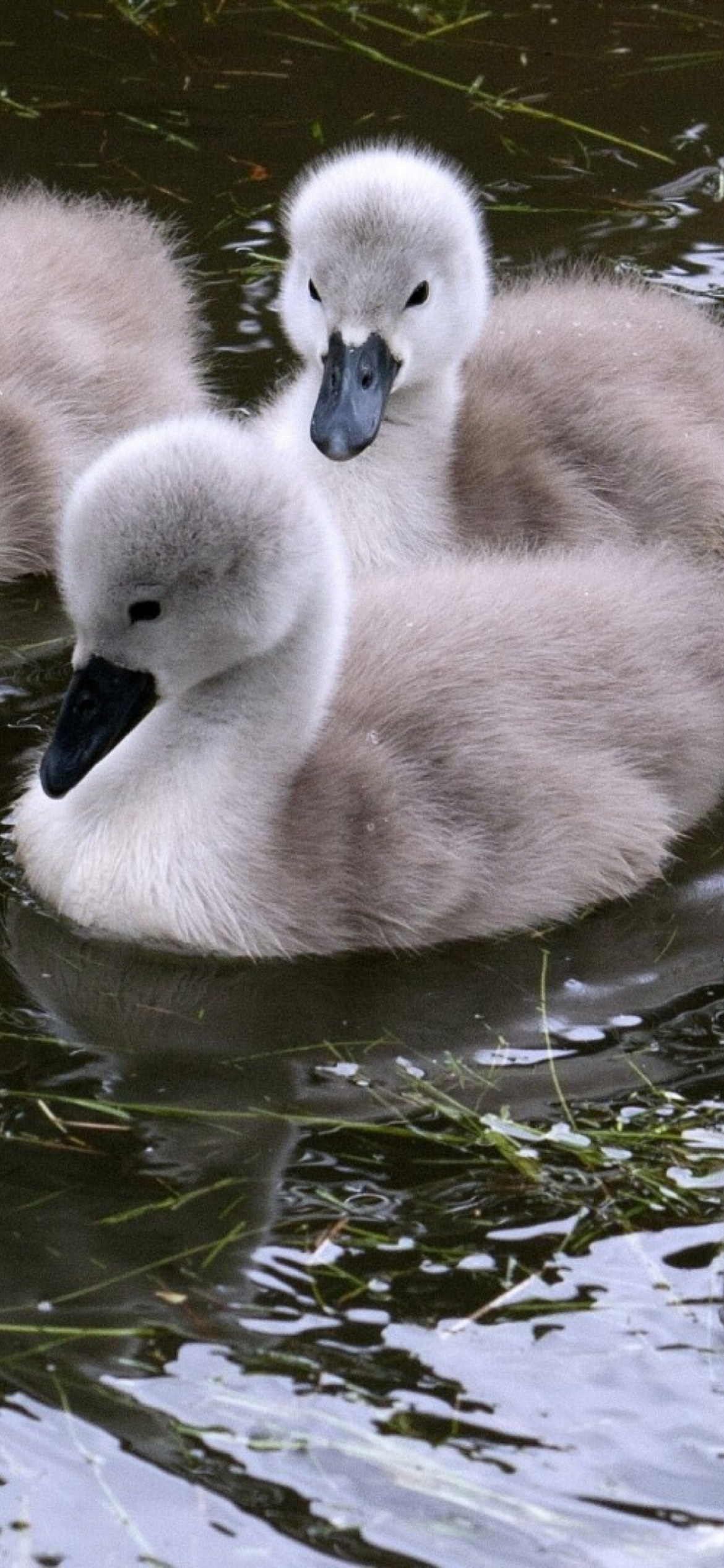 Das Baby Swans Wallpaper 1170x2532