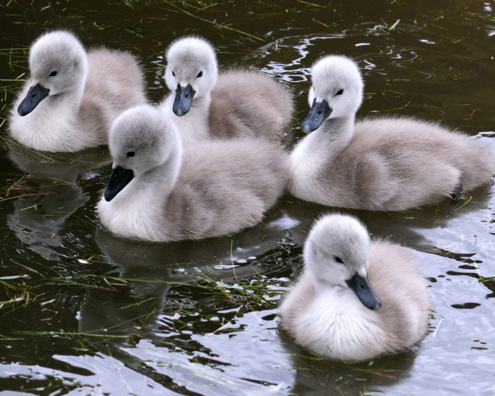 Обои Baby Swans 1600x1280