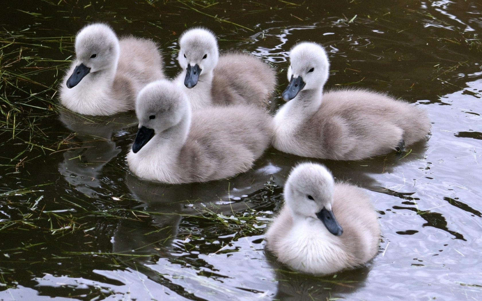 Baby Swans wallpaper 1680x1050