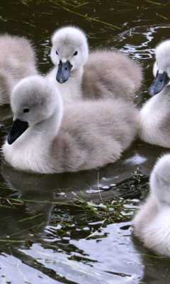Fondo de pantalla Baby Swans 240x400