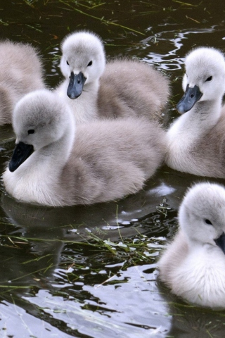 Fondo de pantalla Baby Swans 320x480