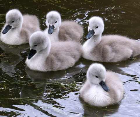 Sfondi Baby Swans 480x400