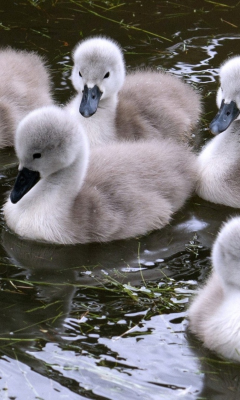 Baby Swans screenshot #1 480x800