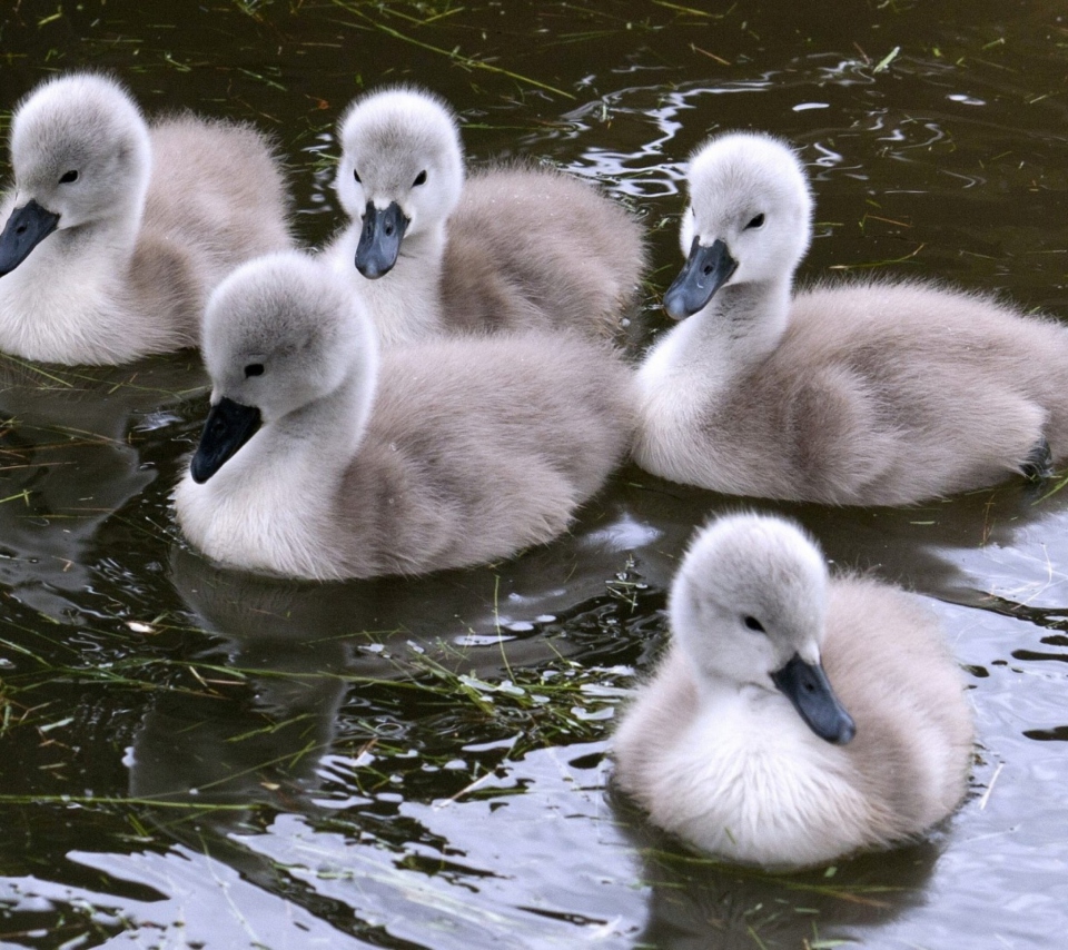 Baby Swans wallpaper 960x854