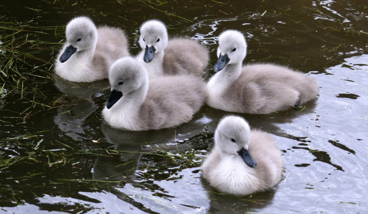 Fondo de pantalla Baby Swans