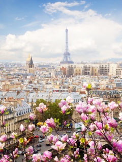 Fondo de pantalla Paris Sakura Location for Instagram 240x320