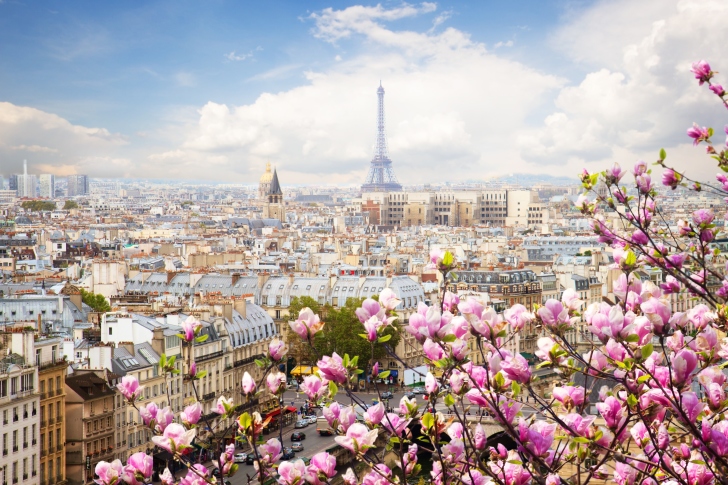 Paris Sakura Location for Instagram wallpaper
