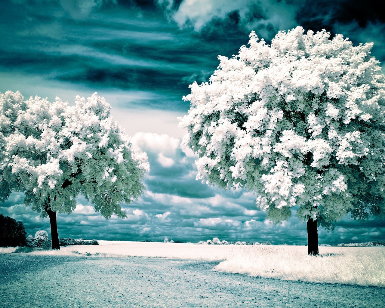 Infrared Trees wallpaper 1280x1024