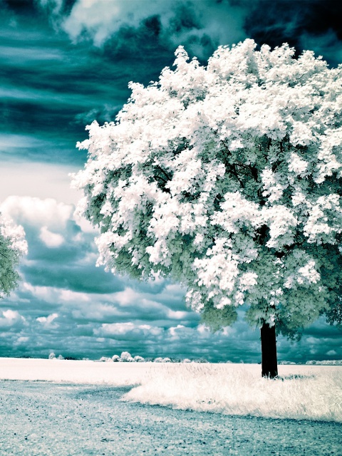 Infrared Trees wallpaper 480x640