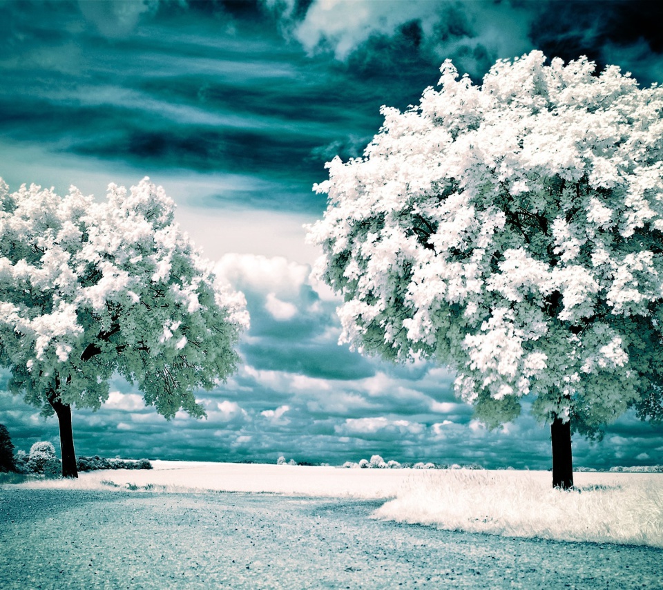 Fondo de pantalla Infrared Trees 960x854