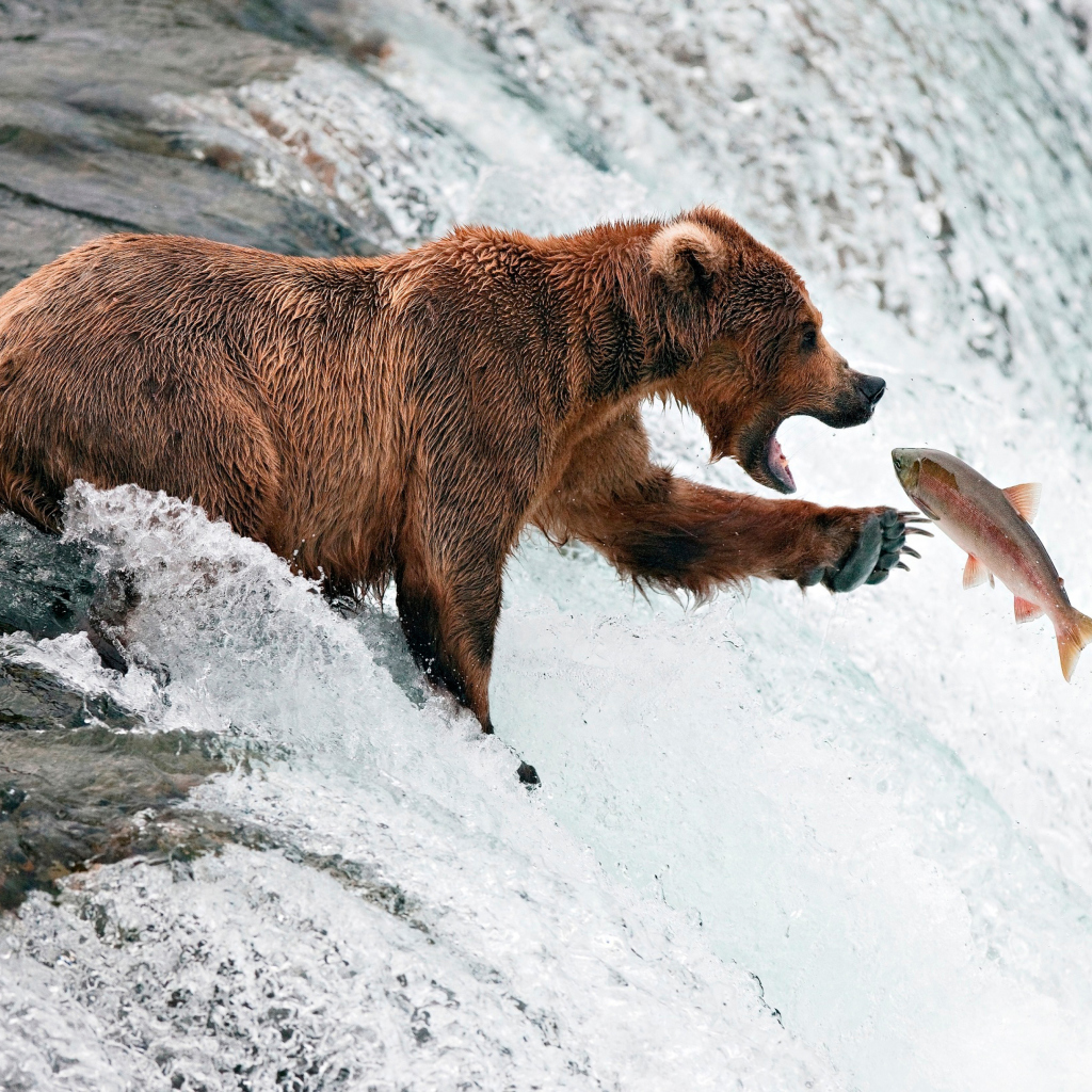 Das Big Brown Bear Catching Fish Wallpaper 1024x1024