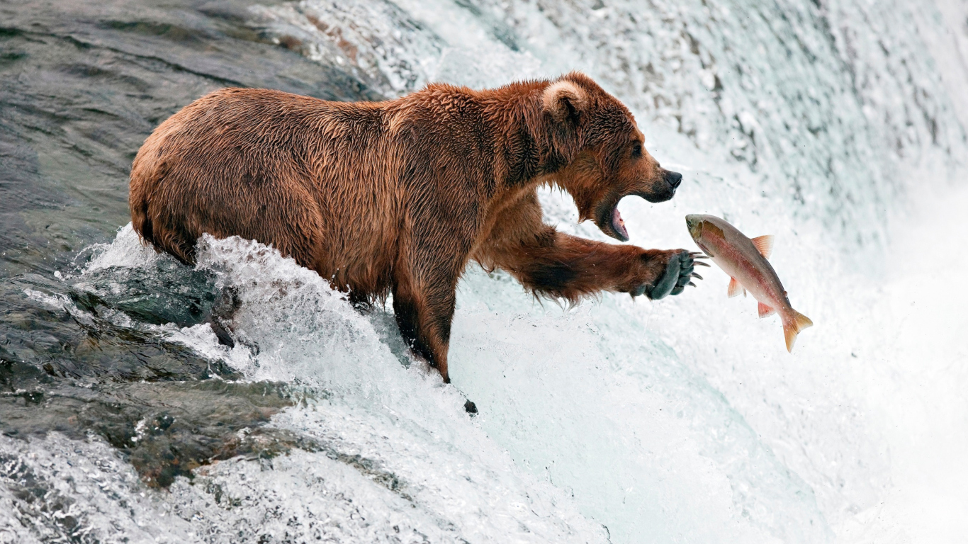 Screenshot №1 pro téma Big Brown Bear Catching Fish 1366x768
