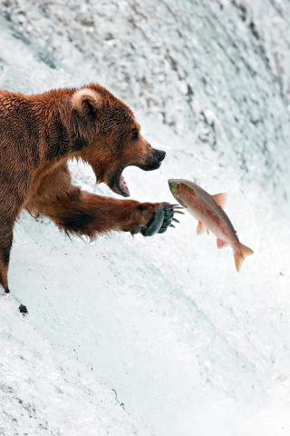 Fondo de pantalla Big Brown Bear Catching Fish 320x480