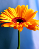 Screenshot №1 pro téma Orange Gerbera Daisy 128x160