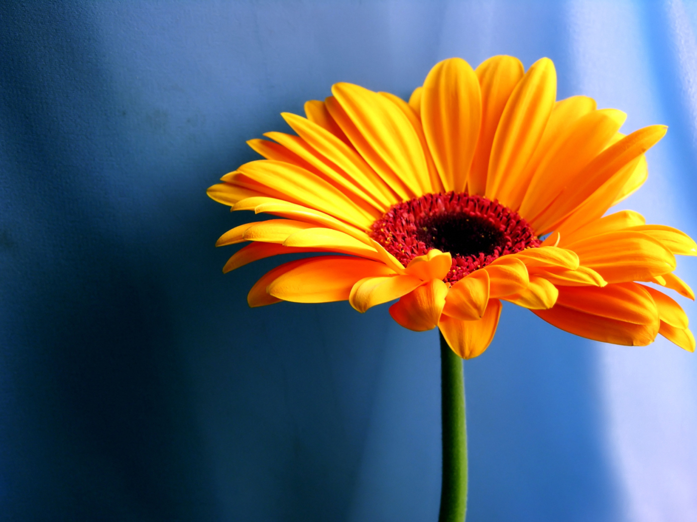 Sfondi Orange Gerbera Daisy 1400x1050