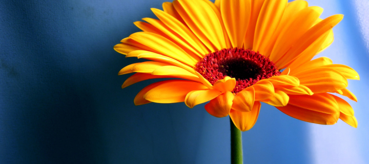 Orange Gerbera Daisy screenshot #1 720x320