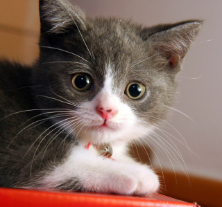 Sweet Kitten - Obrázkek zdarma pro iPad mini