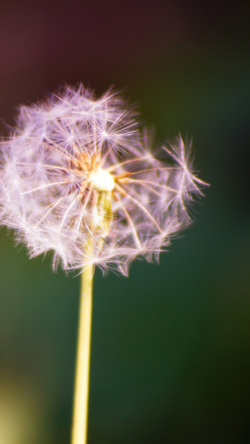 Das Dandelion Wallpaper 360x640