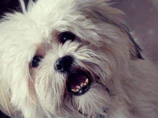 Screenshot №1 pro téma White Fluffy Doggy 320x240