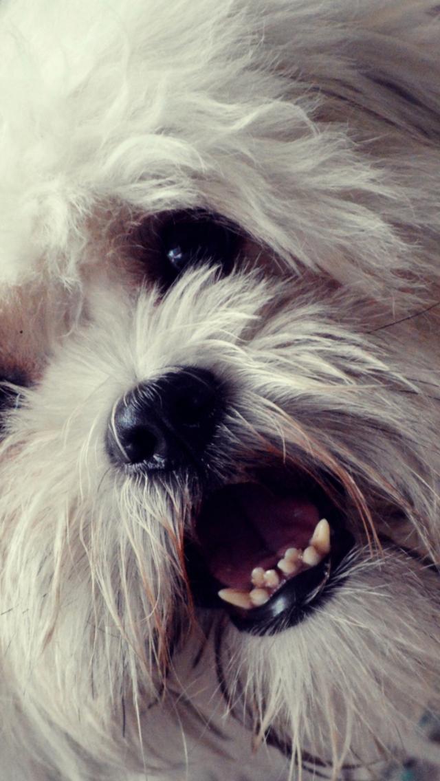 White Fluffy Doggy wallpaper 640x1136