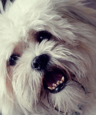 White Fluffy Doggy - Obrázkek zdarma pro Nokia X2