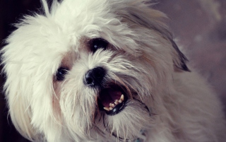 Kostenloses White Fluffy Doggy Wallpaper für Android, iPhone und iPad